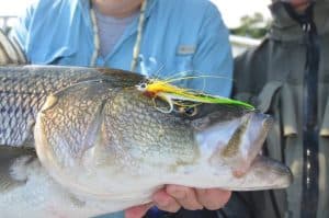 Shoals Fly Fishing and Light Tackle Striped Bass