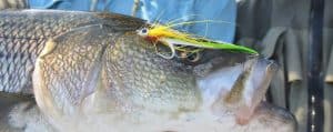 Striped Bass Closeup Fly Fishing NH Shoals