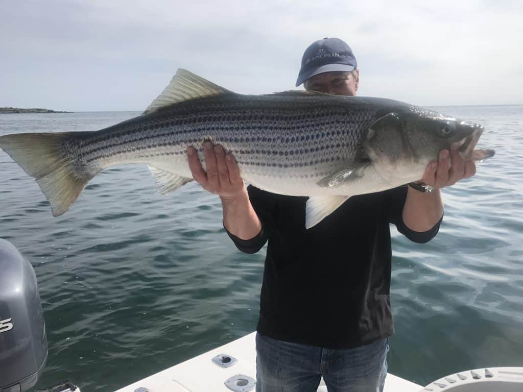 Monster Striped Bass Striper Shoals Fly Fishing Shoals Fly Fishing